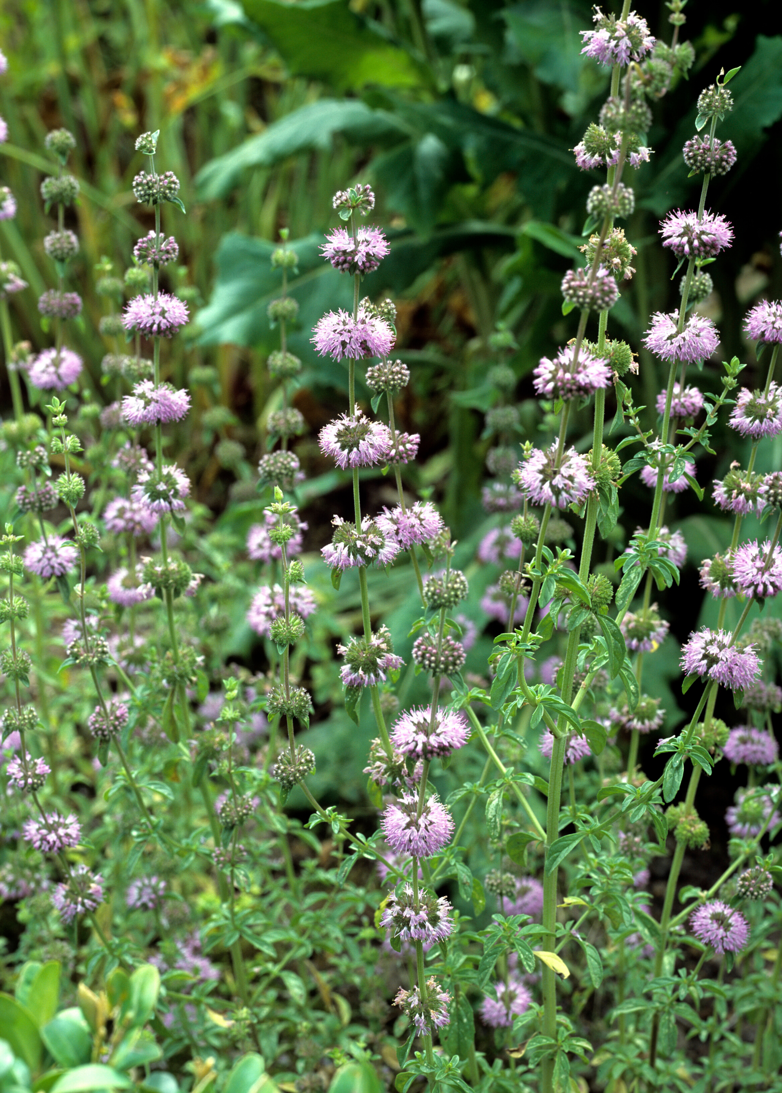 Pennyroyal (Mentha pulegium) - Tampa Home & Garden Store