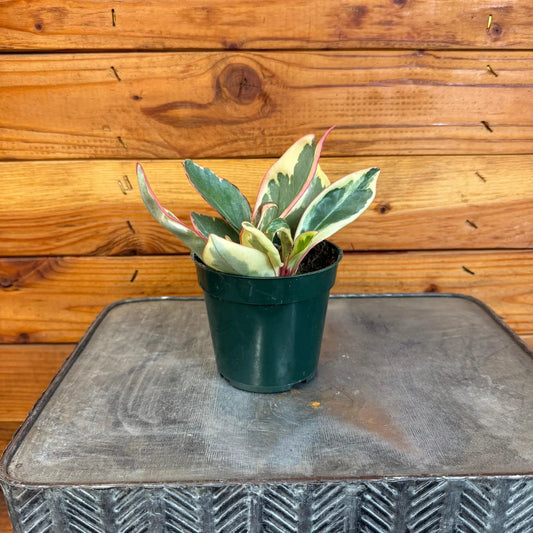 Peperomia Ginny Rainbow plant in 4in pot with variegated green, cream, pink-edged leaves on Tampa Home & Garden Store