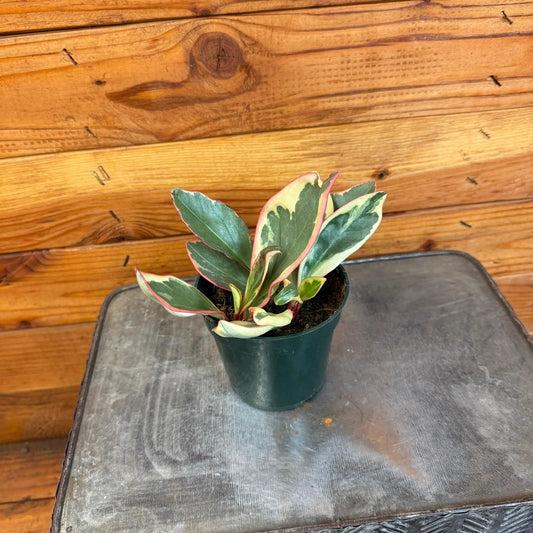 Peperomia Ginny Rainbow plant in a dark green 4-inch pot with pink-edged variegated leaves on Tampa Home & Garden Store