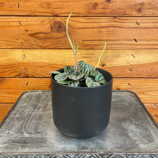 Peperomia Greyhound, 4" Plant - Tampa Home & Garden Store