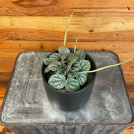 Peperomia Greyhound, 4" Plant - Tampa Home & Garden Store