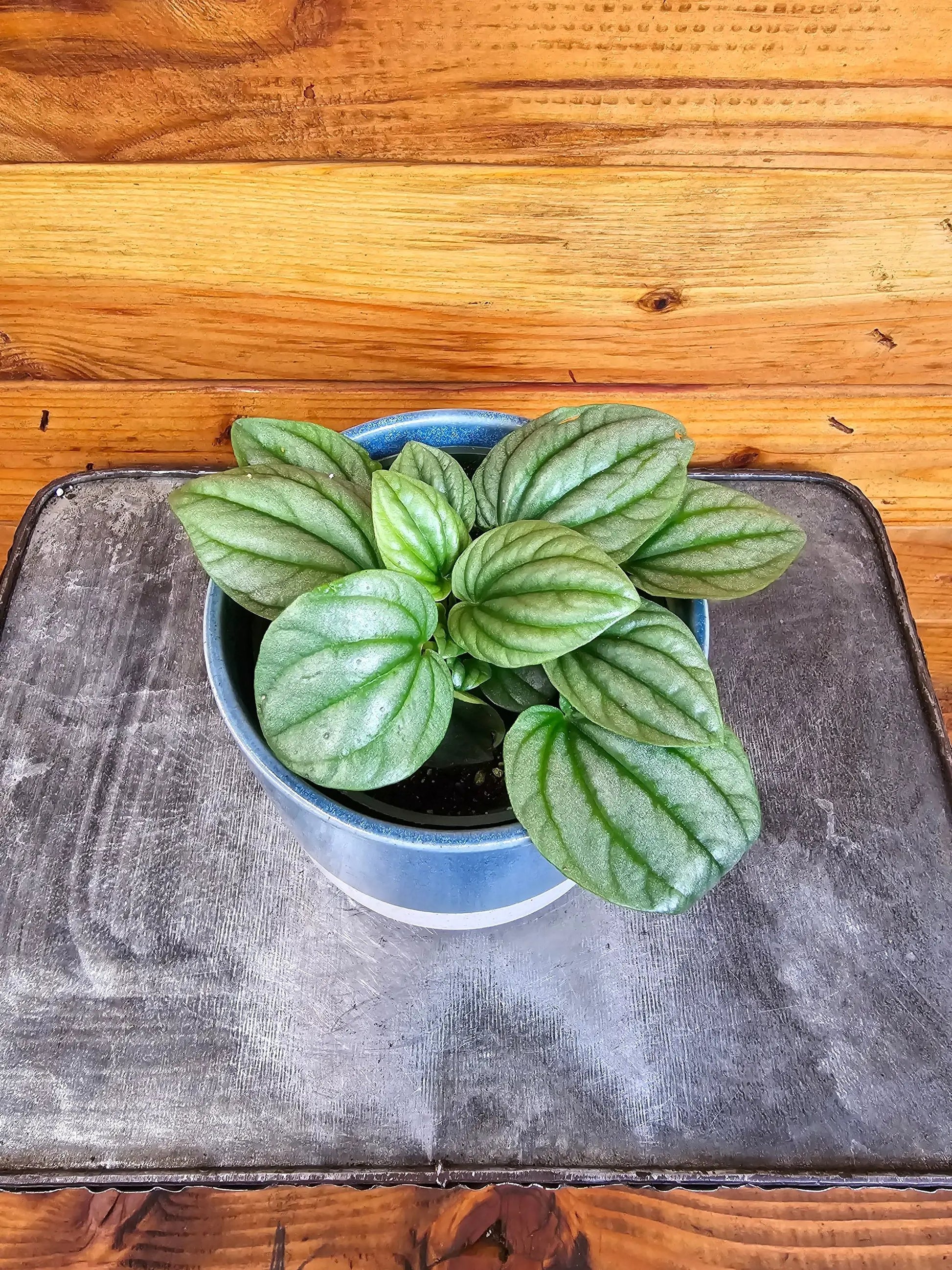 Peperomia Moonlight, 4" Plant - Tampa Home & Garden Store
