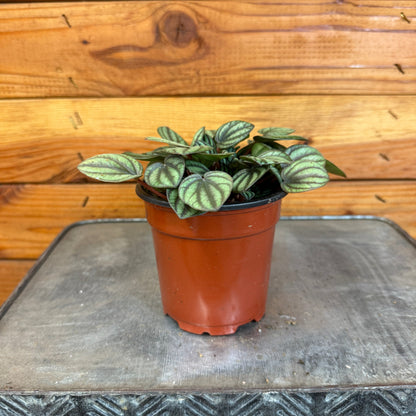 Peperomia Piccolo Banda, 4" Plant - Tampa Home & Garden Store