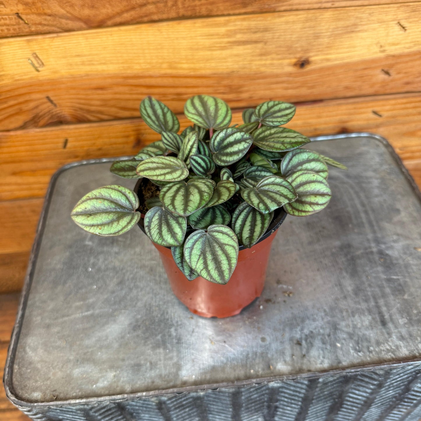 Peperomia Piccolo Banda, 4" Plant - Tampa Home & Garden Store