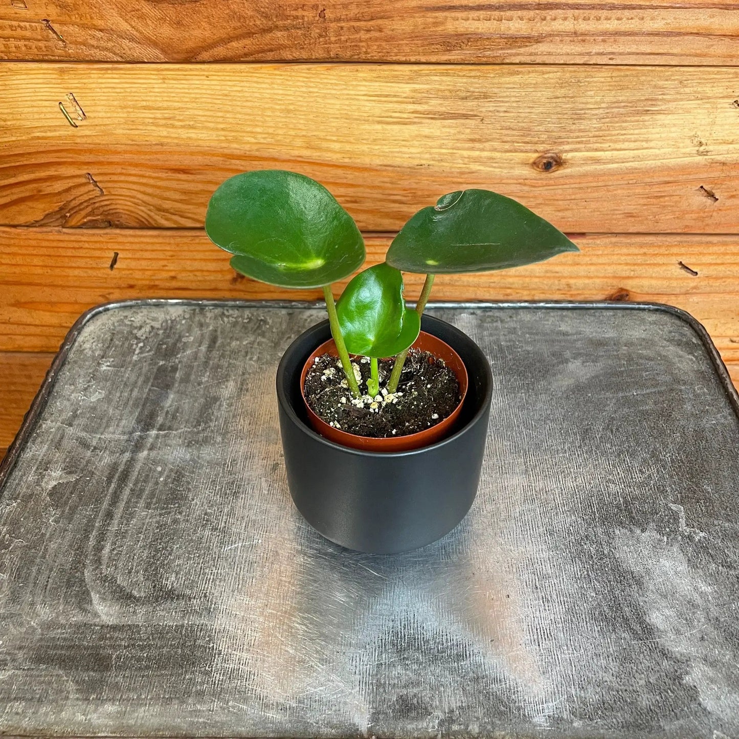Peperomia Polybotrya Raindrop, 2" Plant - Tampa Home & Garden Store