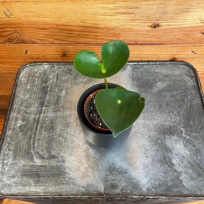 Peperomia Polybotrya Raindrop, 2" Plant - Tampa Home & Garden Store