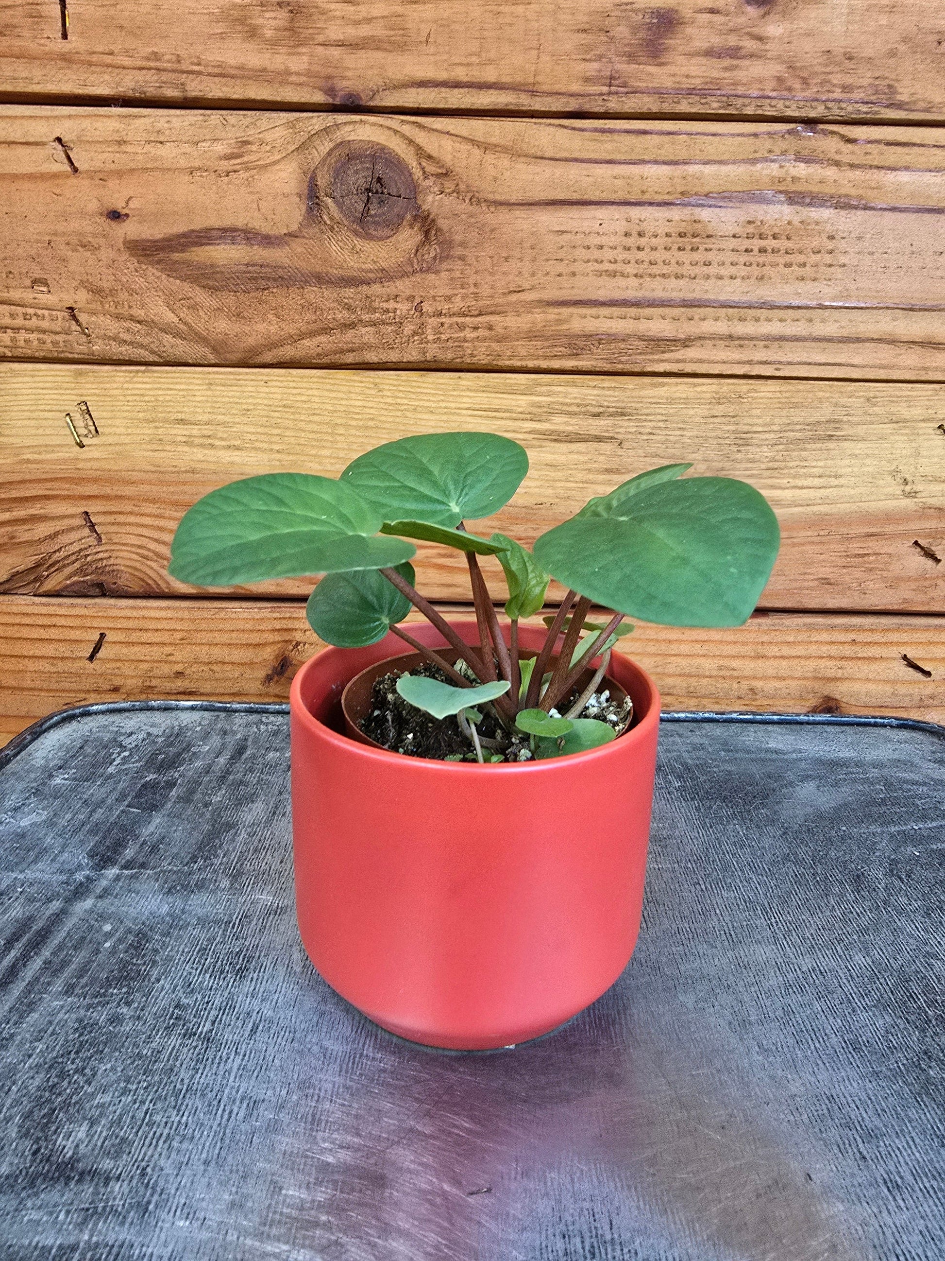 Peperomia Rana Verde, 2" Plant - Tampa Home & Garden Store