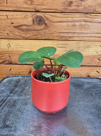Peperomia Rana Verde, 2" Plant - Tampa Home & Garden Store