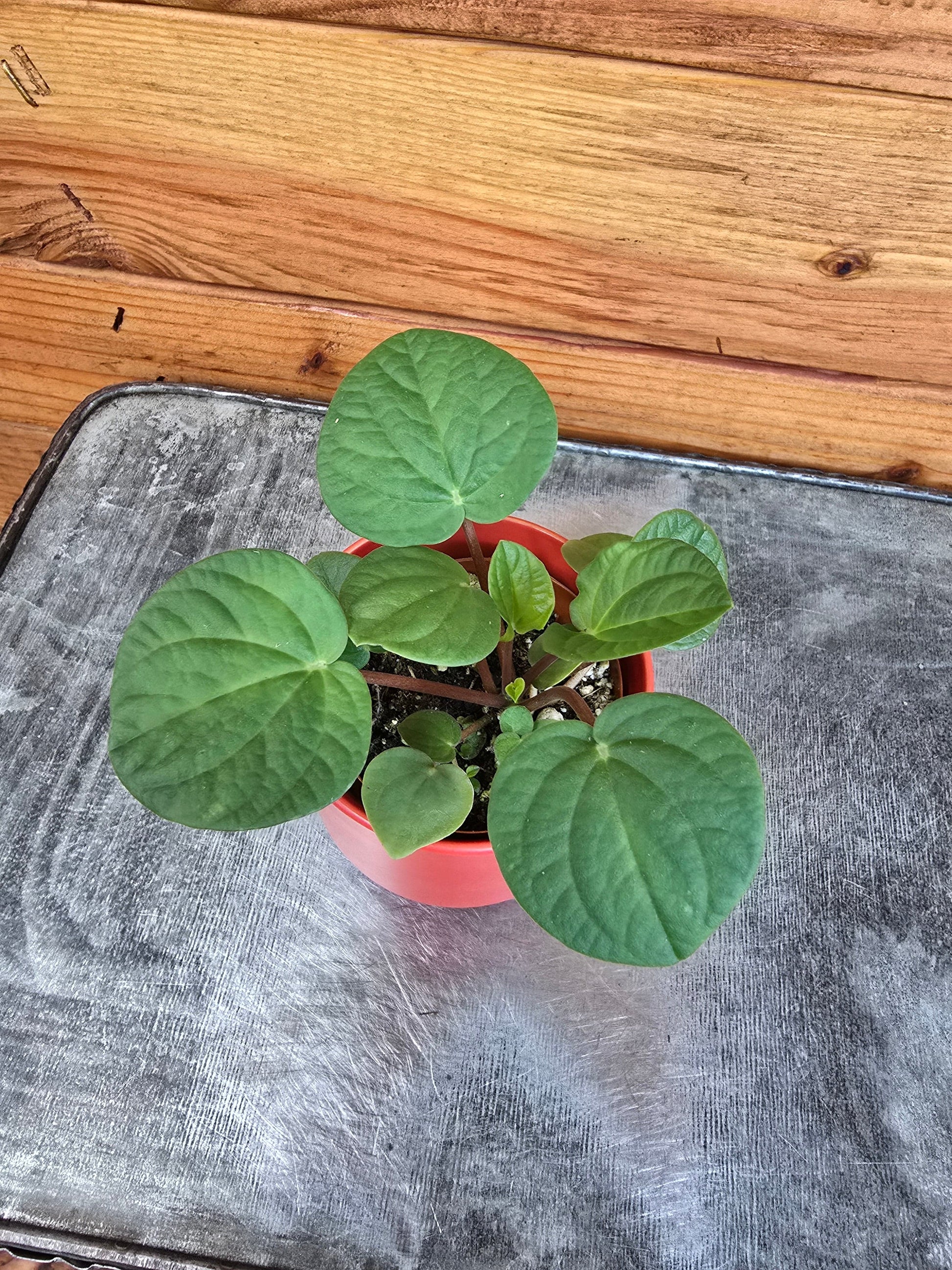 Peperomia Rana Verde, 2" Plant - Tampa Home & Garden Store