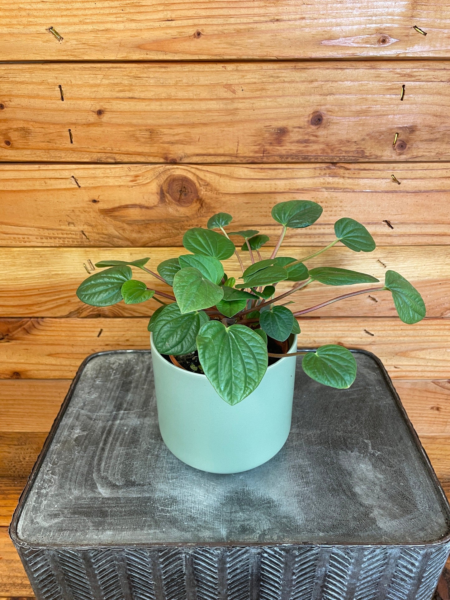 Peperomia Rana Verde, 4" Plant - Tampa Home & Garden Store