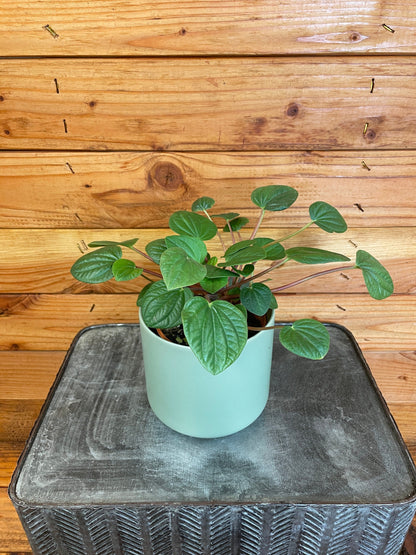 Peperomia Rana Verde, 4" Plant - Tampa Home & Garden Store