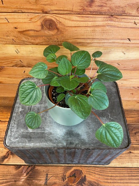 Peperomia Rana Verde, 4" Plant - Tampa Home & Garden Store