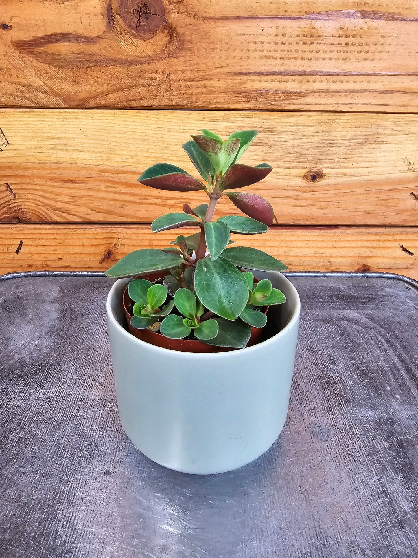 Peperomia Red Log, 2" Plant - Tampa Home & Garden Store