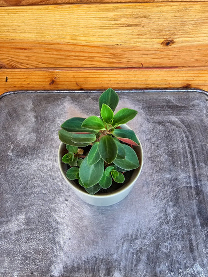 Peperomia Red Log, 2" Plant - Tampa Home & Garden Store