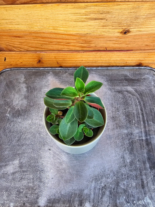 Peperomia Red Log, 2" Plant - Tampa Home & Garden Store