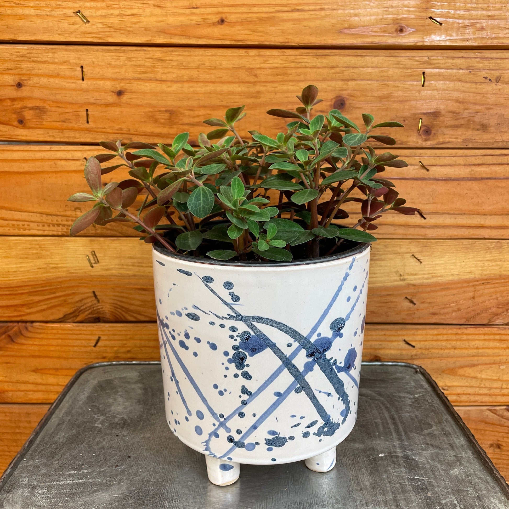 Peperomia Red Log, 6" Plant - Tampa Home & Garden Store