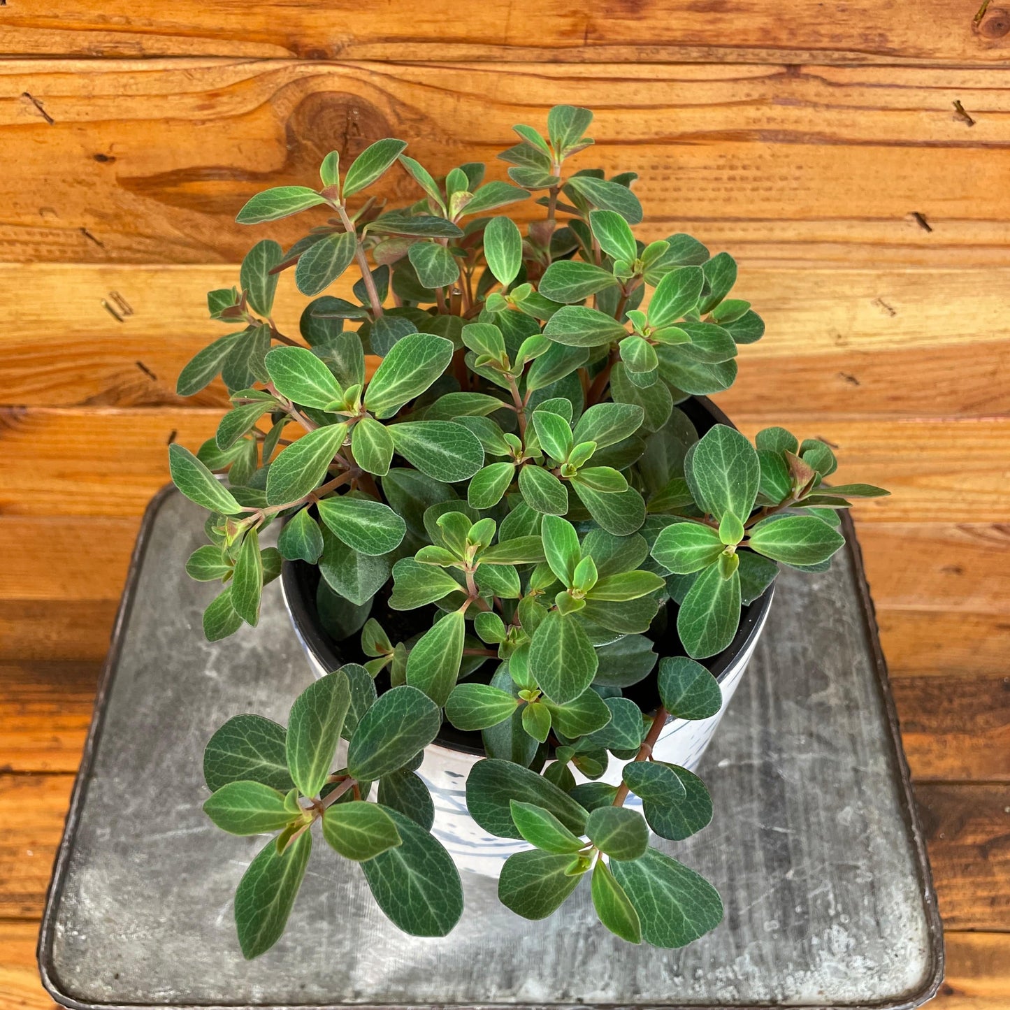 Peperomia Red Log, 6" Plant - Tampa Home & Garden Store