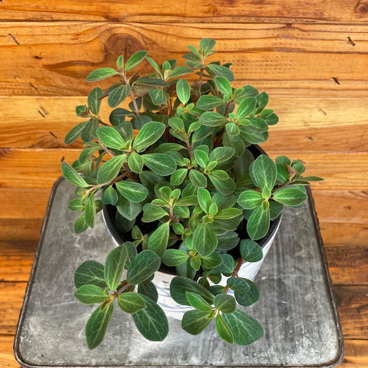 Peperomia Red Log, 6" Plant - Tampa Home & Garden Store