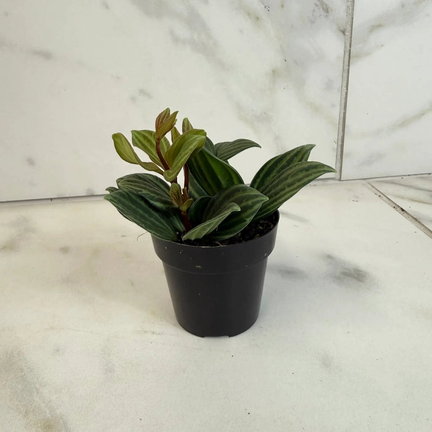 Peperomia Stilt 2 inch plant with striped foliage in a small black pot on Tampa Home & Garden Store