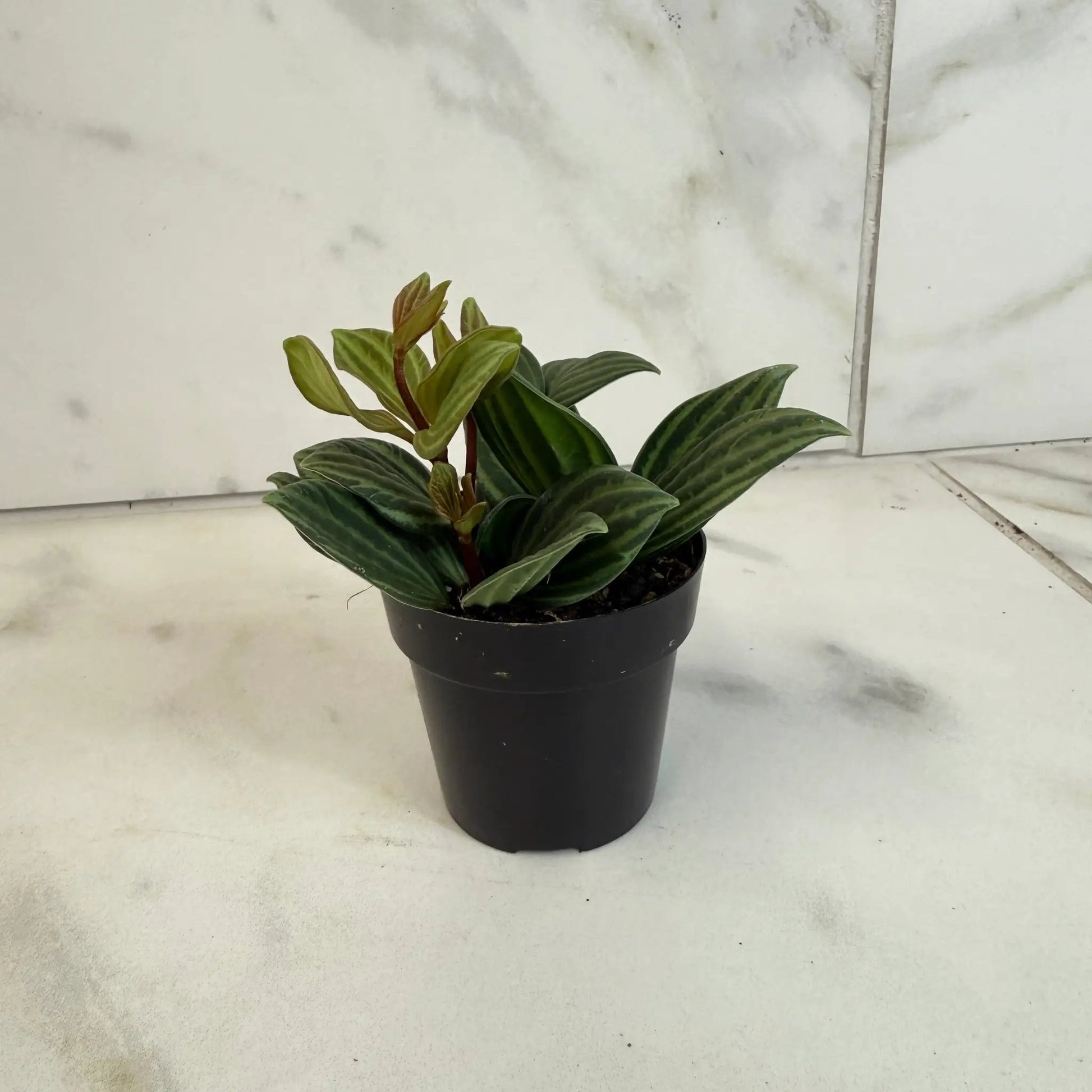Peperomia Stilt 2 inch plant with striped foliage in a small black pot on Tampa Home & Garden Store