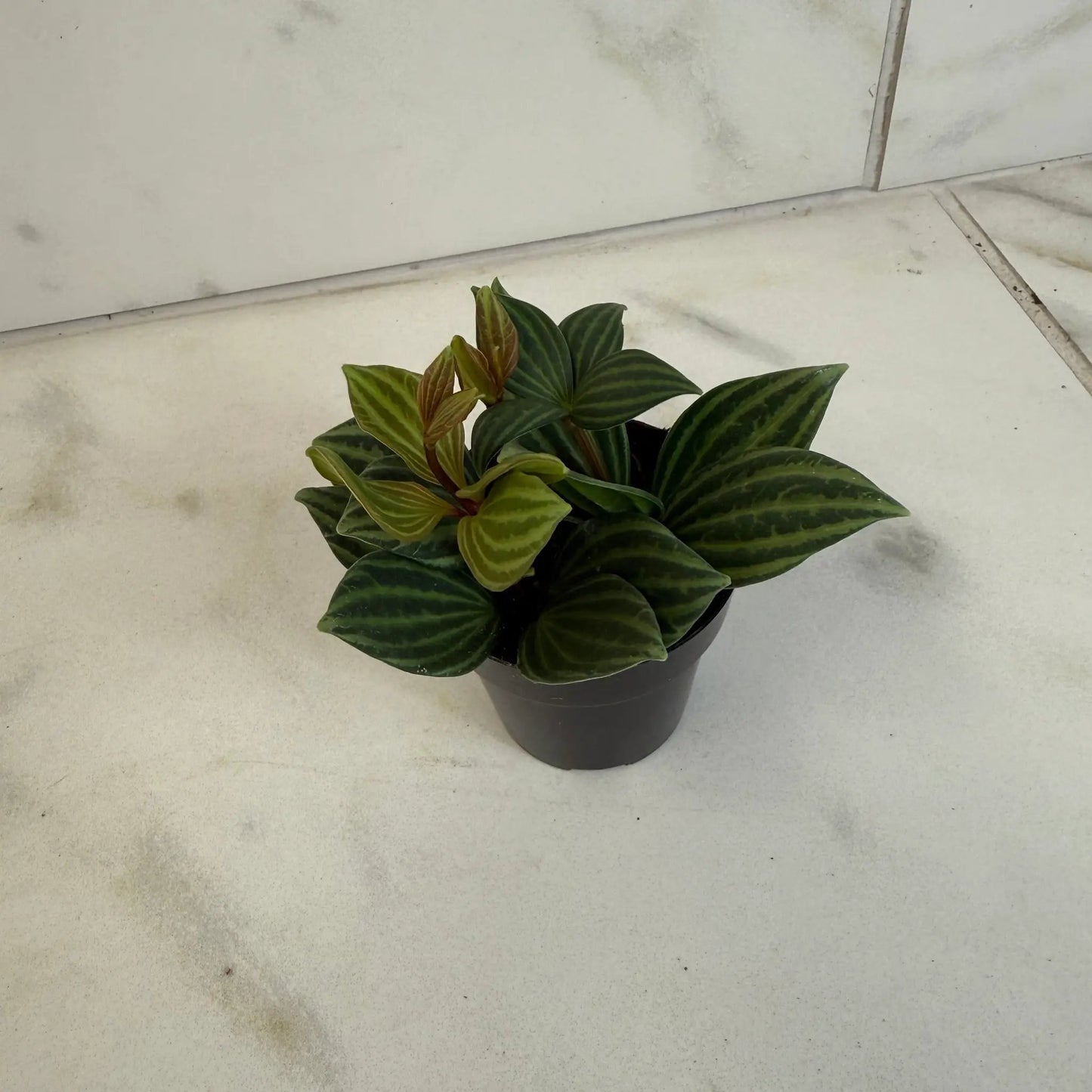 Peperomia Stilt 2 in houseplant with striped green foliage in black pot on Tampa Home & Garden Store