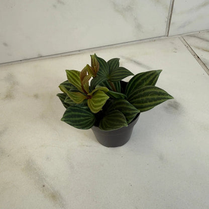 Peperomia Stilt 2 in houseplant with striped green foliage in black pot on Tampa Home & Garden Store