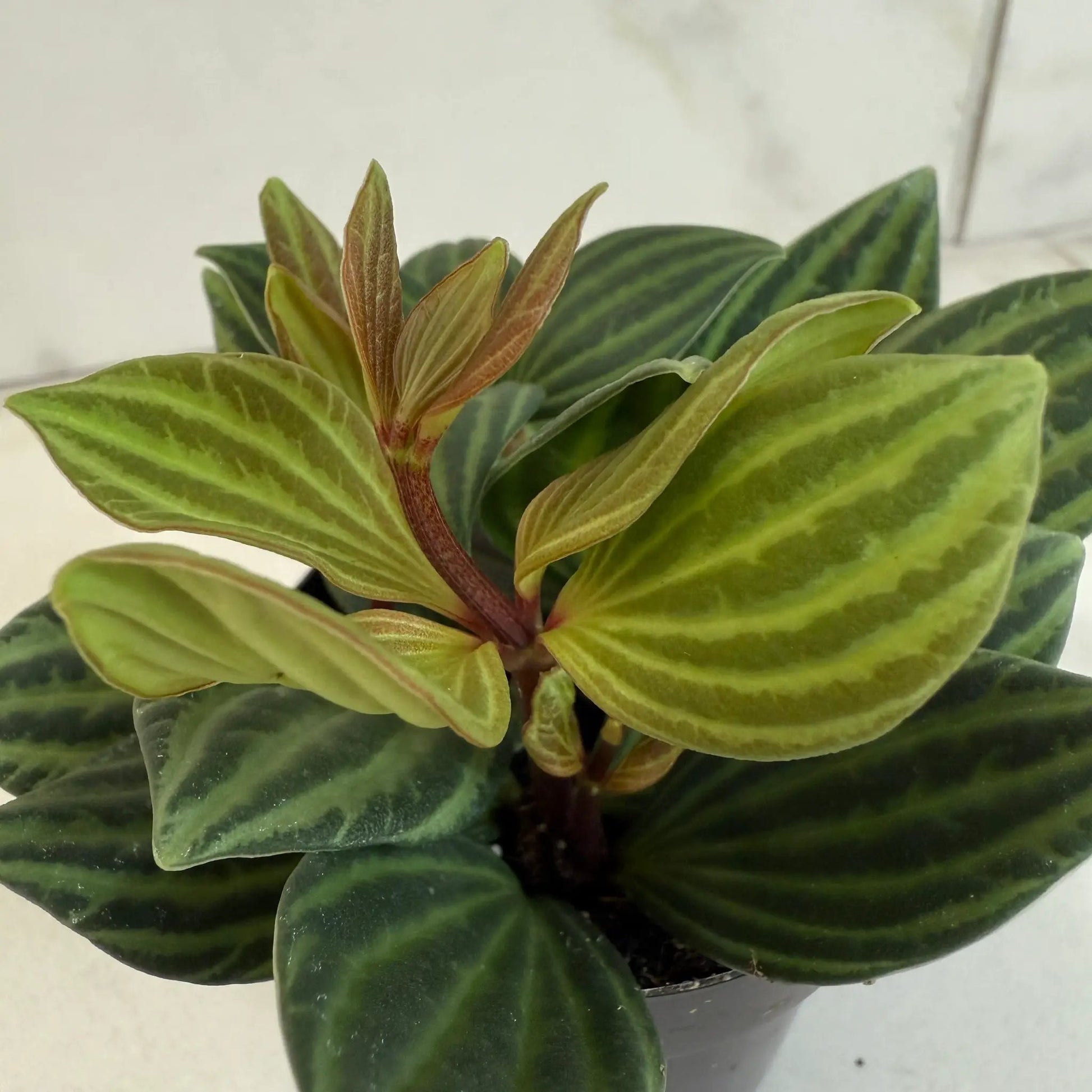 Peperomia Stilt 2 inch plant with striped green foliage houseplant on Tampa Home & Garden Store