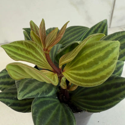 Peperomia Stilt 2 inch plant with striped green foliage houseplant on Tampa Home & Garden Store
