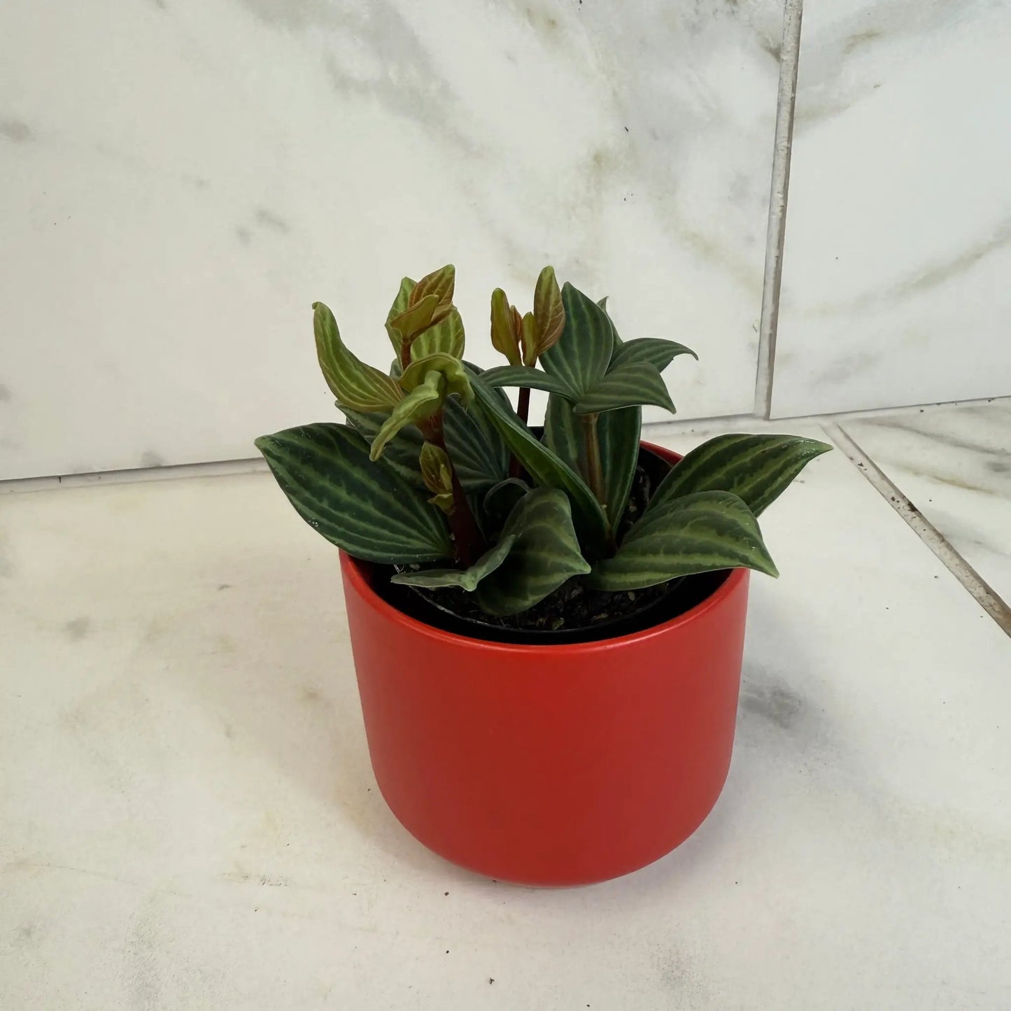 Peperomia Stilt 2in houseplant with striped foliage in a red pot on Tampa Home & Garden Store
