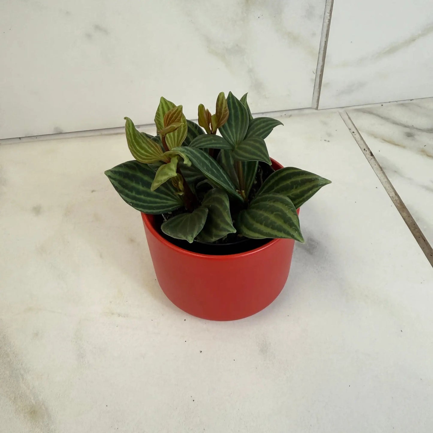 Peperomia Stilt 2 in plant with striped green foliage in red pot on Tampa Home & Garden Store