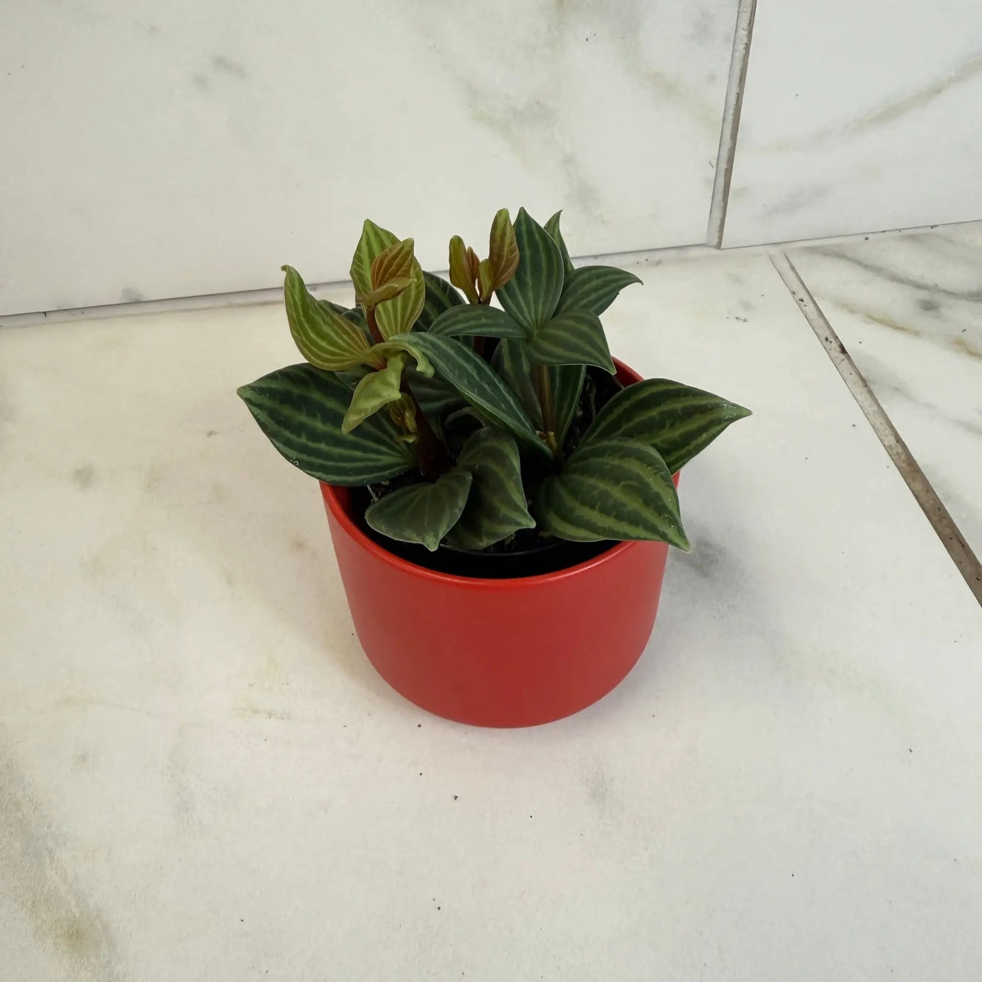 Peperomia Stilt 2 in plant with striped green foliage in red pot on Tampa Home & Garden Store