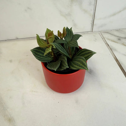 Peperomia Stilt 2 in plant with striped green foliage in red pot on Tampa Home & Garden Store