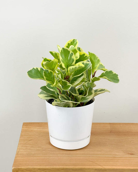 Peperomia obustifolia - Tampa Home & Garden Store