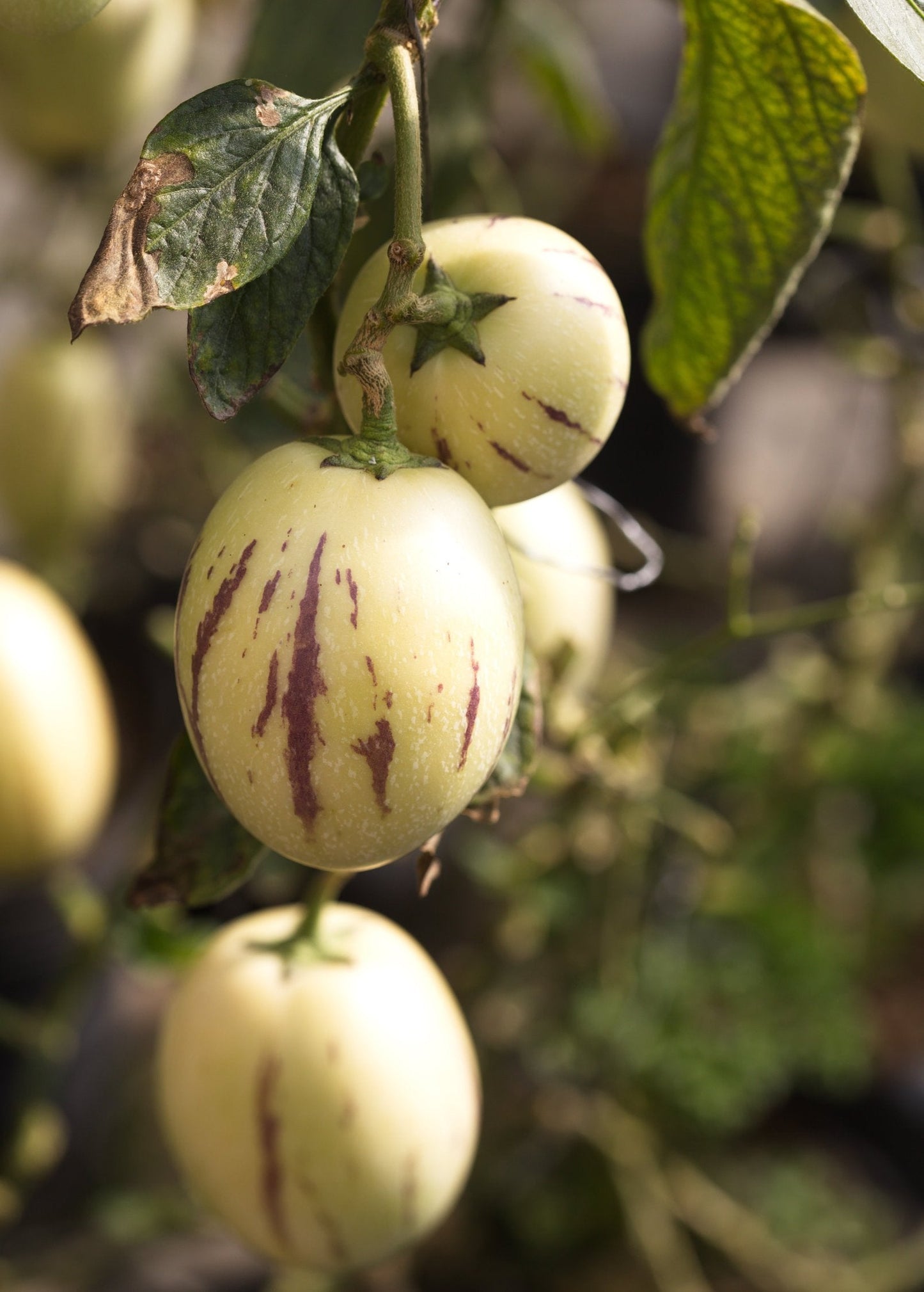 Pepino Dulce (Solanum muricatum) - Tampa Home & Garden Store