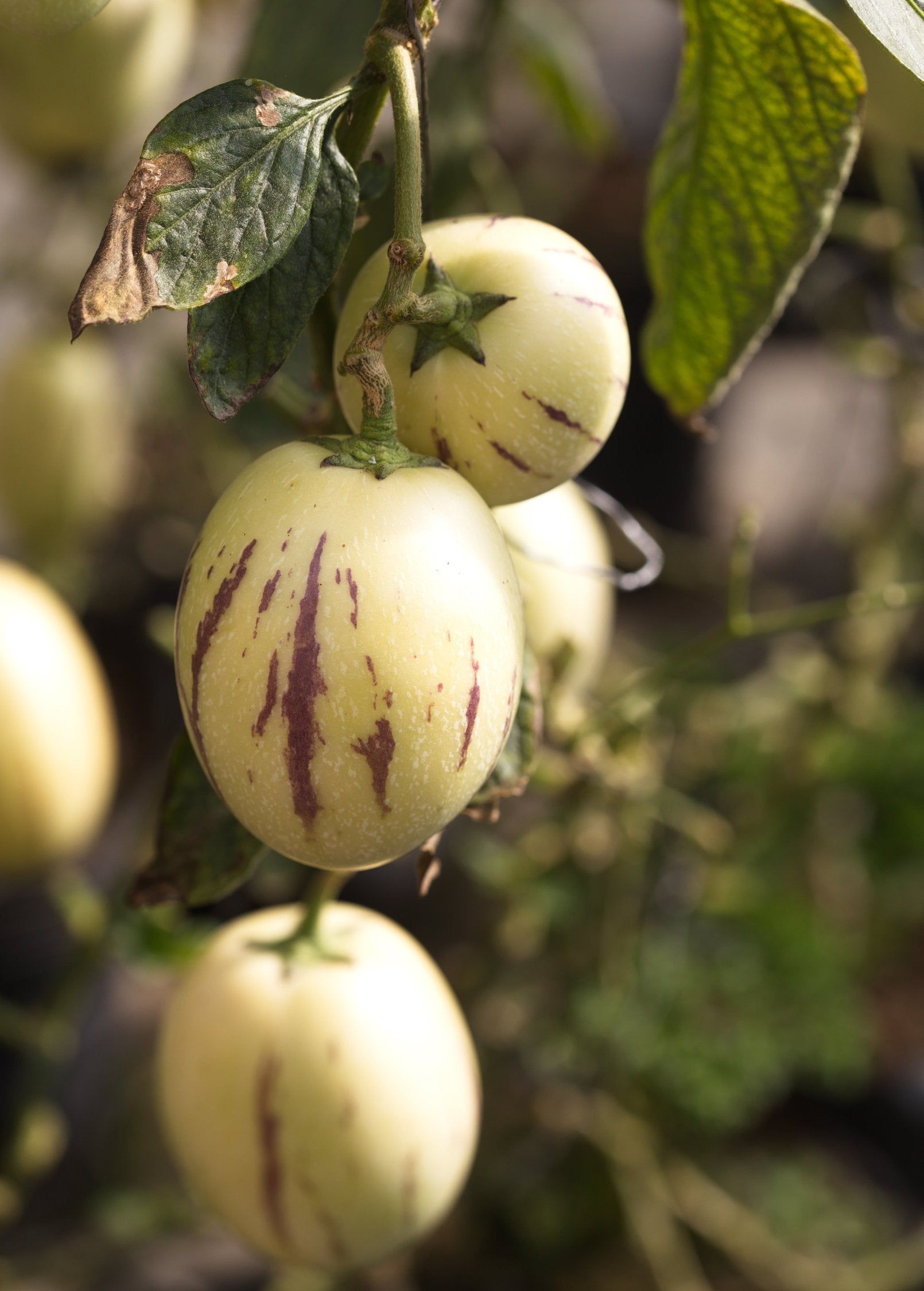 Pepino Dulce (Solanum muricatum) - Tampa Home & Garden Store