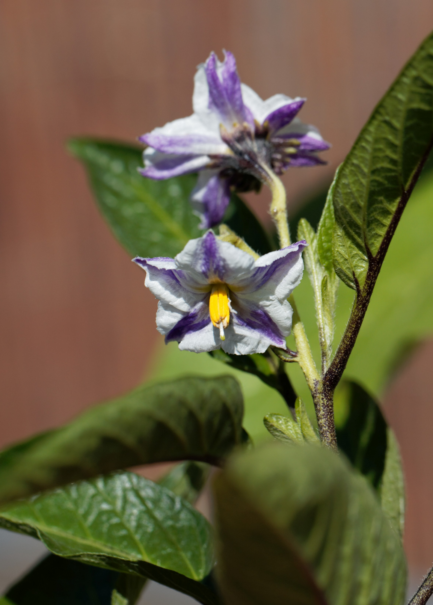 Pepino Dulce (Solanum muricatum) - Tampa Home & Garden Store