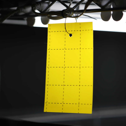 Pest Control Sticky Trap Cards - Tampa Home & Garden Store