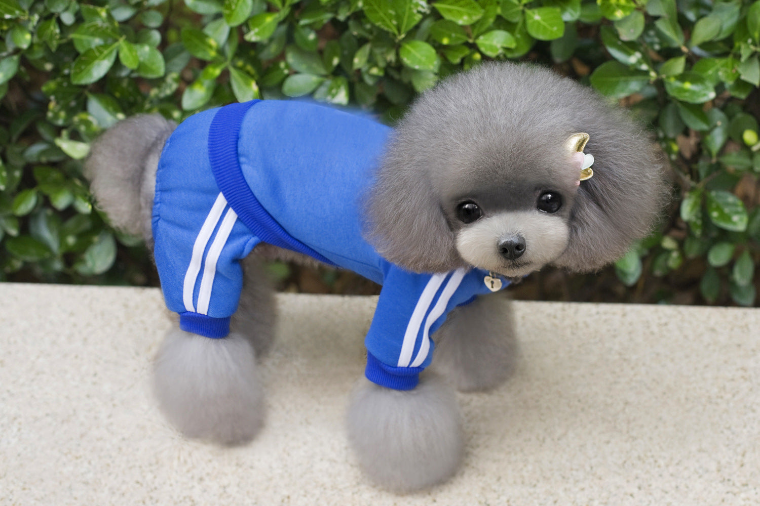 Pet Dog Jumpsuit for Small Medium Dogs - Tampa Home & Garden Store