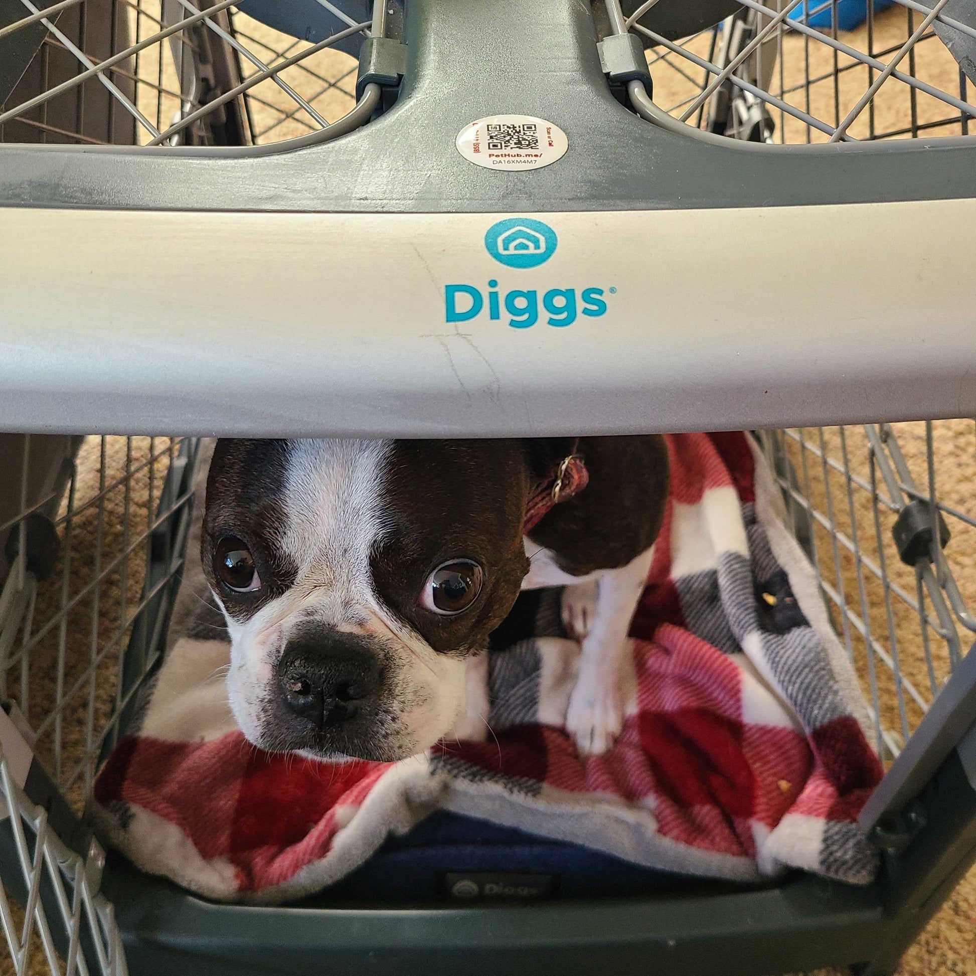 PetHub QR Pet ID Sticker – Upgrade Any Tag + Backup Pet Protection - Tampa Home & Garden Store