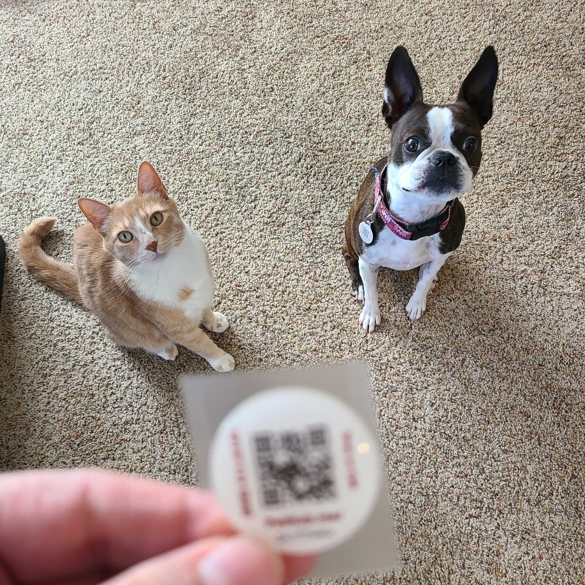 PetHub QR Pet ID Sticker – Upgrade Any Tag + Backup Pet Protection - Tampa Home & Garden Store