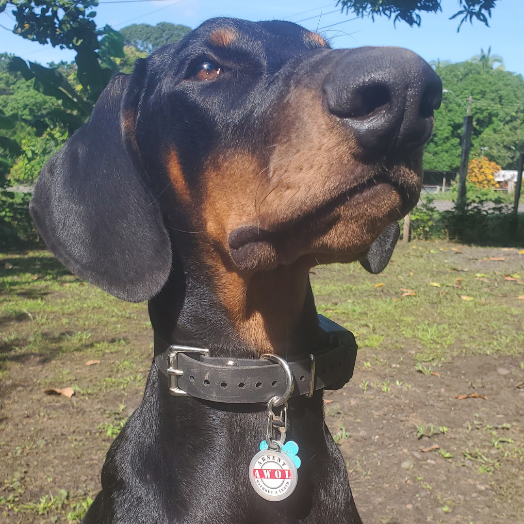 PetHub QR Pet ID Tag – Absent Without a Leash (AWOL) - Tampa Home & Garden Store