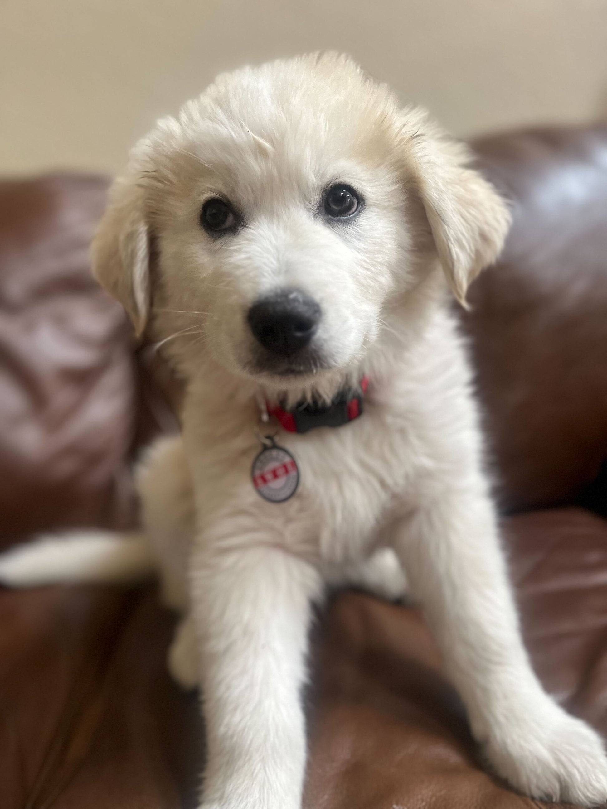 PetHub QR Pet ID Tag – Absent Without a Leash (AWOL) - Tampa Home & Garden Store