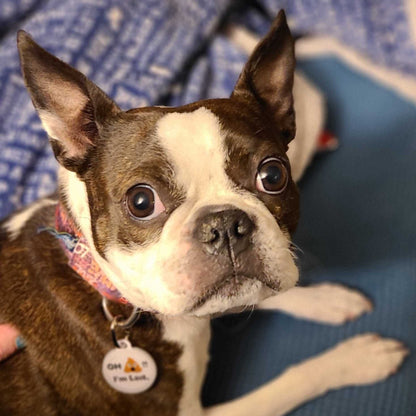 PetHub QR Pet ID Tag – Oh Crap I’m Lost - Tampa Home & Garden Store