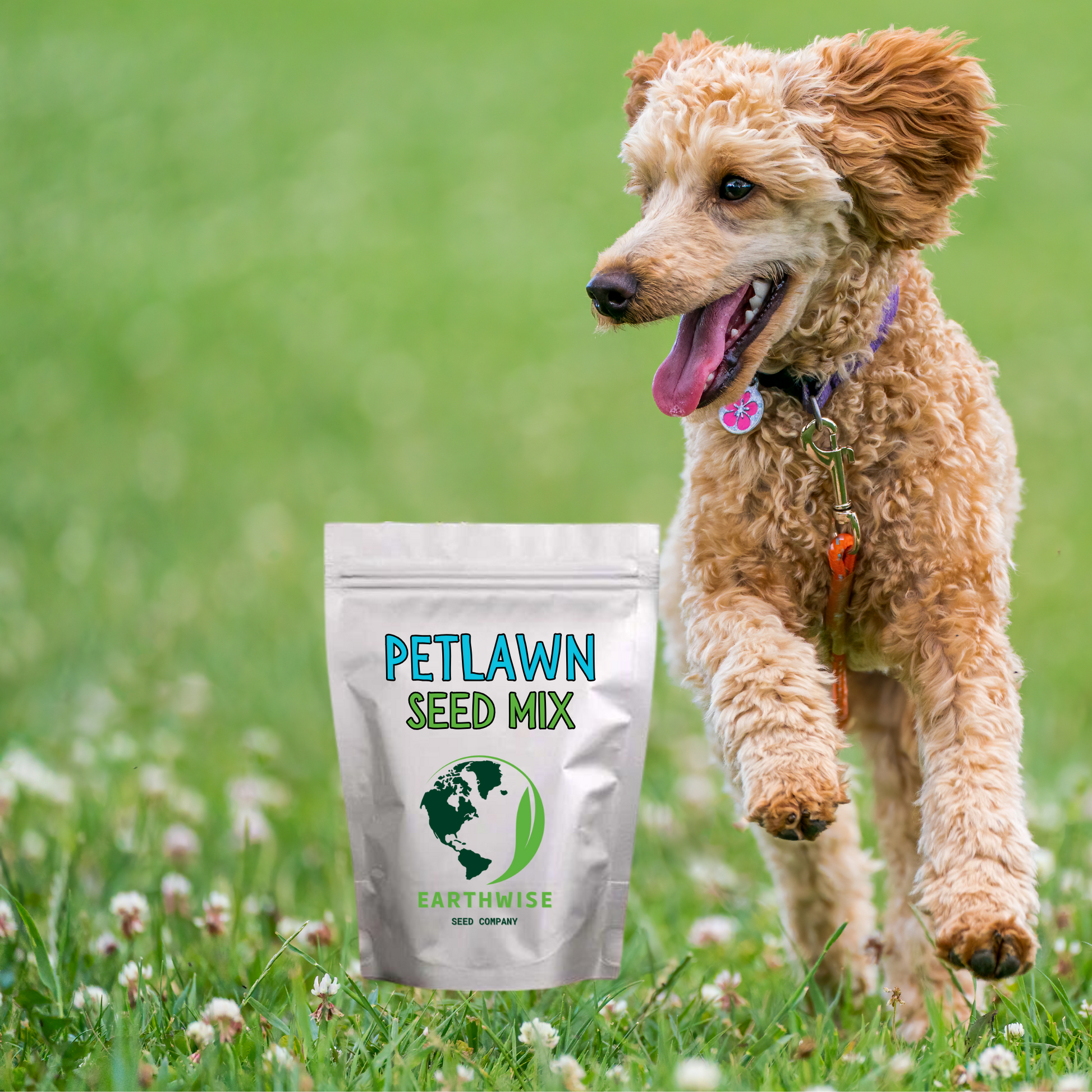 PetLawn™ Dog-Friendly Lawn Mix – Durable, Pet-Safe Grass & Clover Blend - Tampa Home & Garden Store