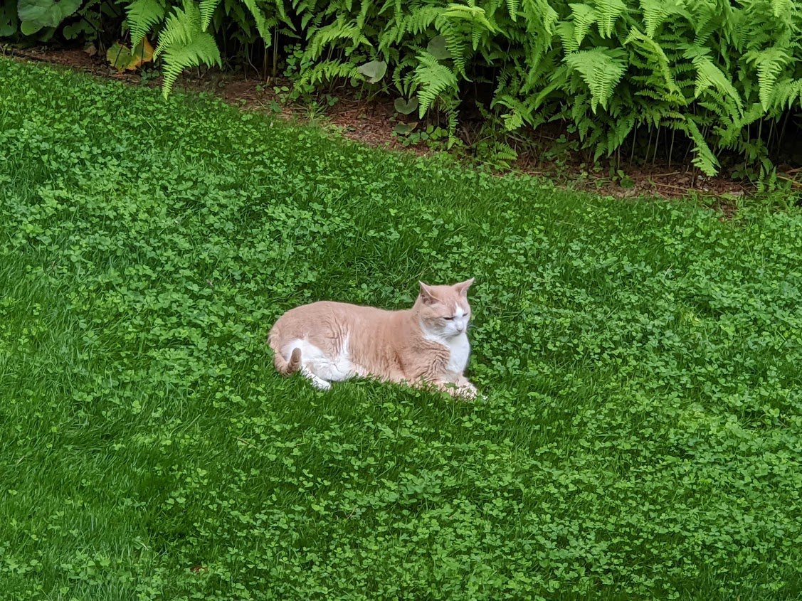 PetLawn™ Dog-Friendly Lawn Mix – Durable, Pet-Safe Grass & Clover Blend - Tampa Home & Garden Store