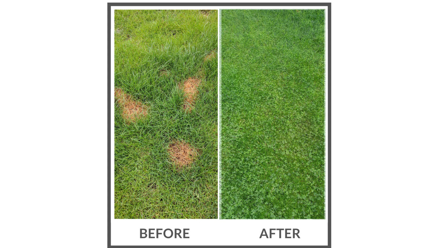 PetLawn™ Dog-Friendly Lawn Mix – Durable, Pet-Safe Grass & Clover Blend - Tampa Home & Garden Store