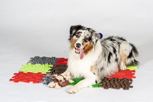 Pets Sensory Snuffle Set play mats multicolor interlocking mats with dog on them by TINNITOTS on Tampa Home & Garden Store