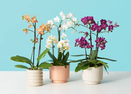 Phalaenopsis - Tampa Home & Garden Store