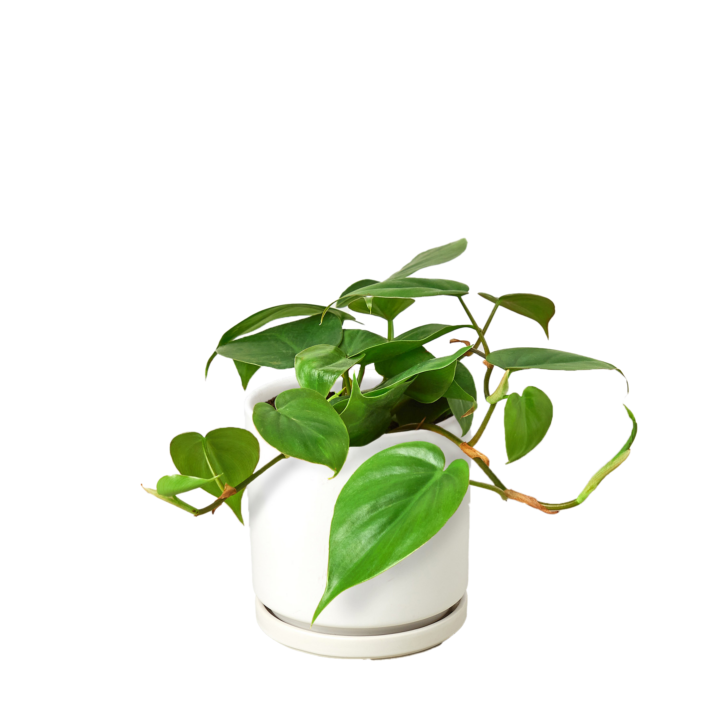 Philodendron Cordatum Heartleaf indoor plant in white ceramic pot Rooted Treasures Farms on Tampa Home & Garden Store