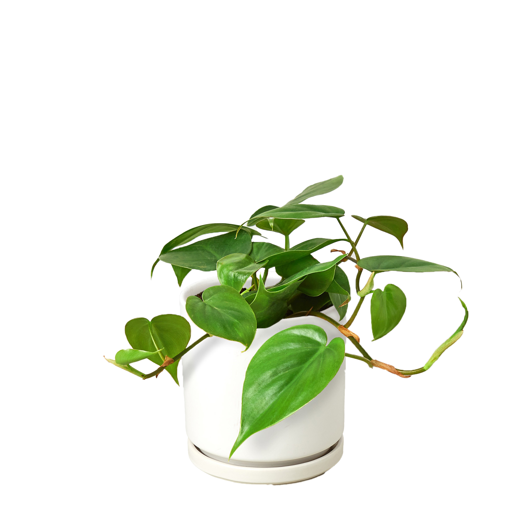 Philodendron Cordatum Heartleaf indoor plant in white ceramic pot Rooted Treasures Farms on Tampa Home & Garden Store